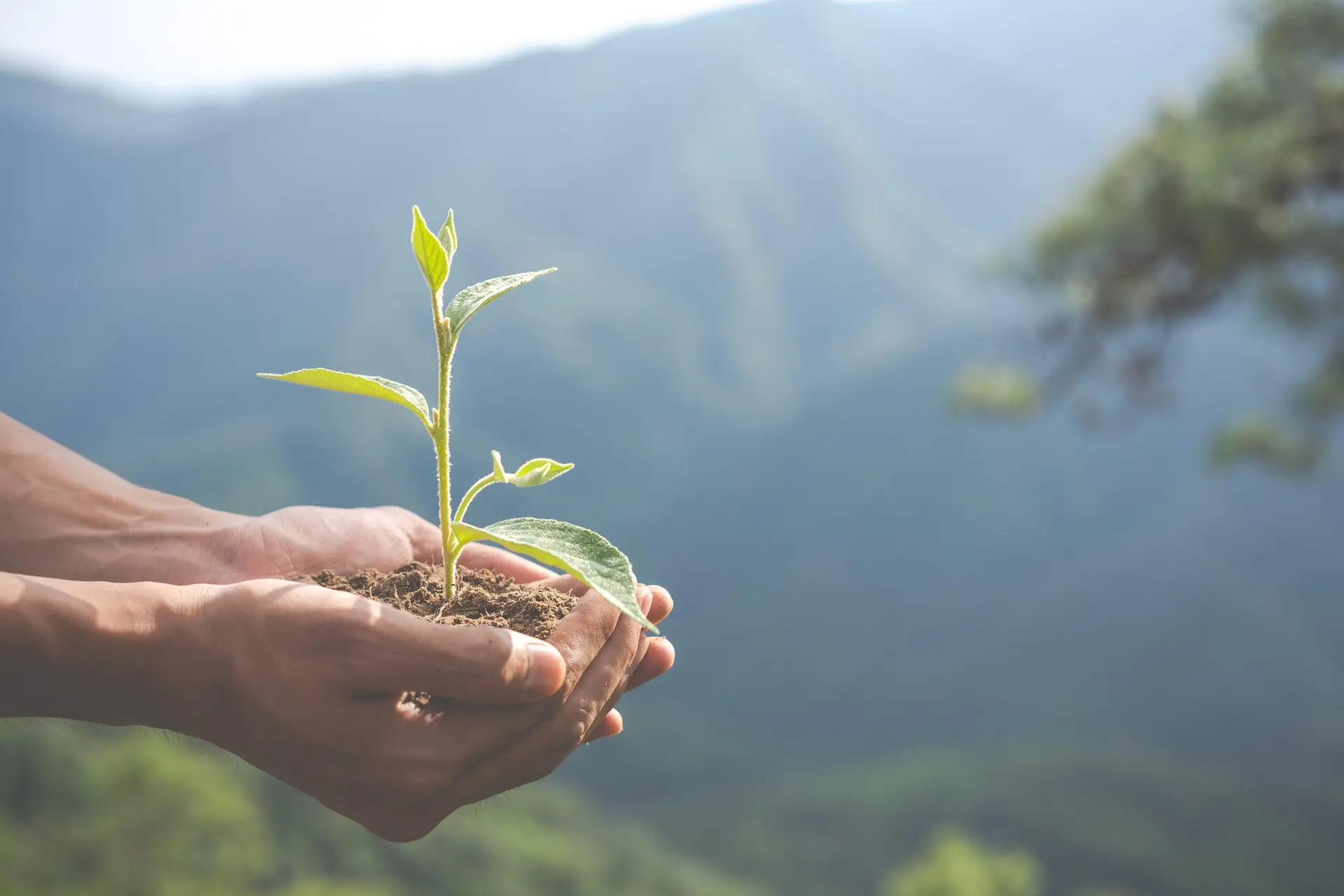 World environment day