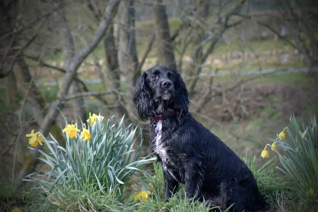Dog Aid Scotland