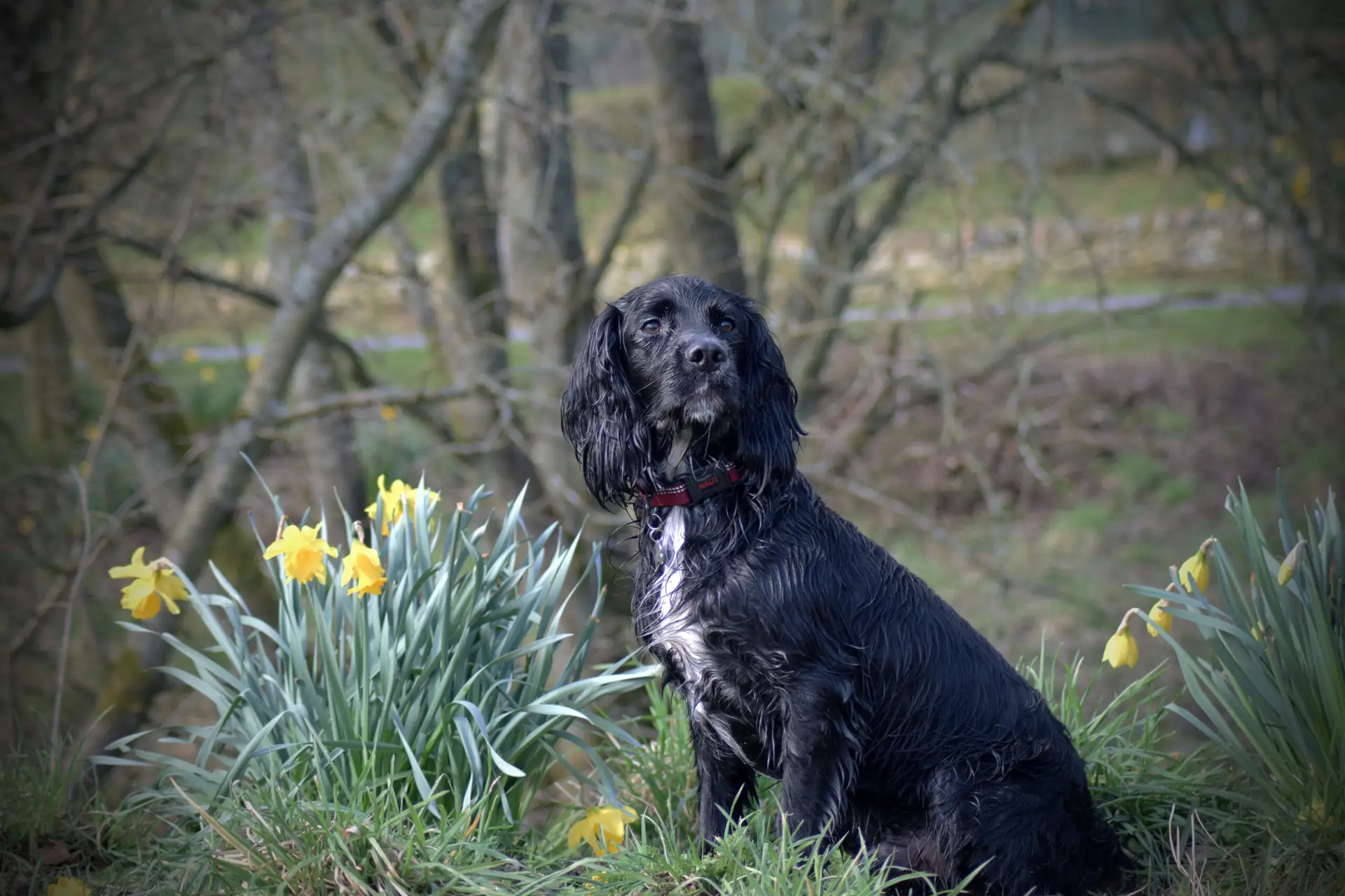 Dog Aid Scotland