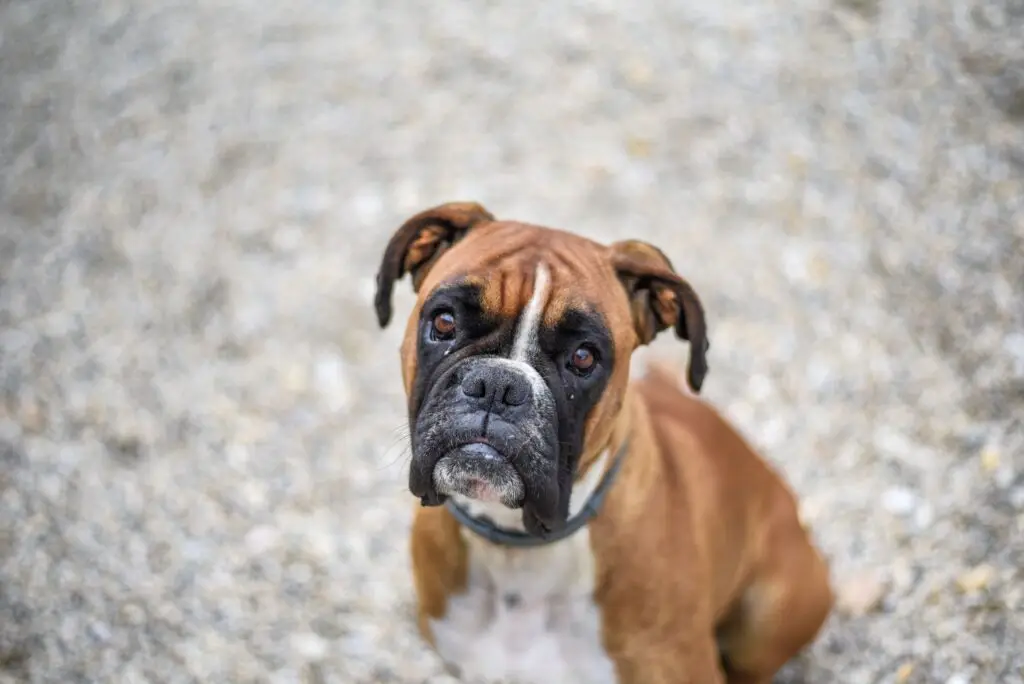Boxer dog