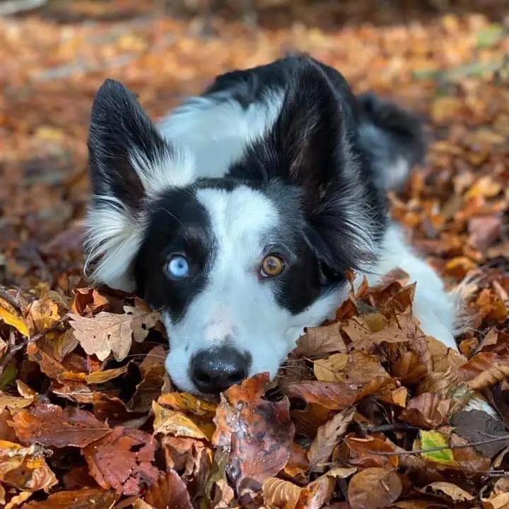 Dog Aid Scotland